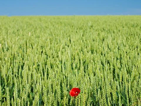 Poppy Stock Photos