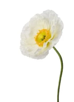 Poppy Fotos Stock