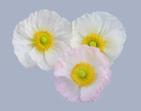 Poppy Stock-Fotos