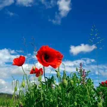 Poppy Stock Photos