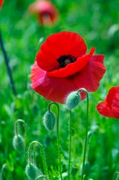 Poppy Stock Photos