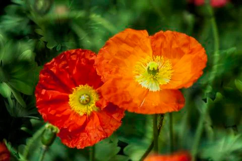 Poppy Stock-Fotos