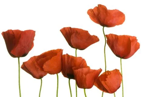 Poppy Stock Photos