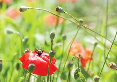 Poppy Stock Photos