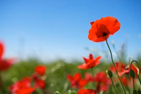 Poppy Stock Photos