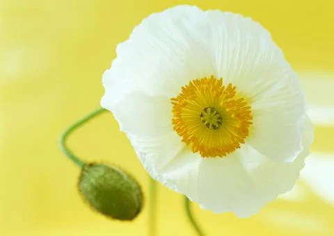 Poppy Stock Photos