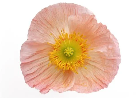 Poppy Stock Photos