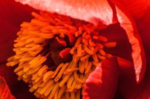 Poppy Stock Photos