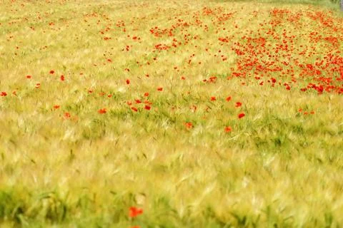 Poppy Stock Photos