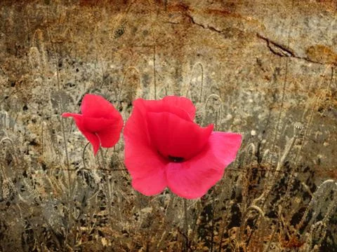 Poppy Stock Photos