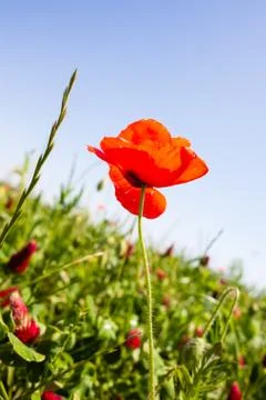 Poppy Stock Photos