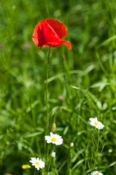 Poppy Stock Photos