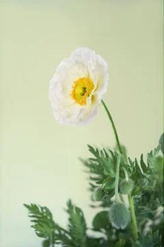 Poppy Stock Photos