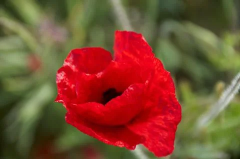 Poppy Stock Photos