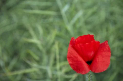Poppy Stock Photos