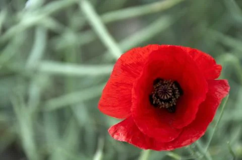 Poppy Stock Photos