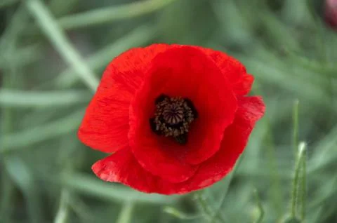 Poppy Stock Photos