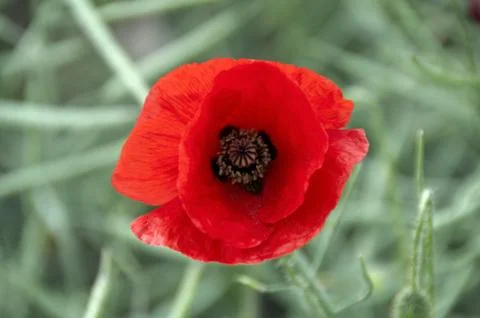 Poppy Stock Photos