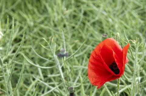 Poppy Stock Photos