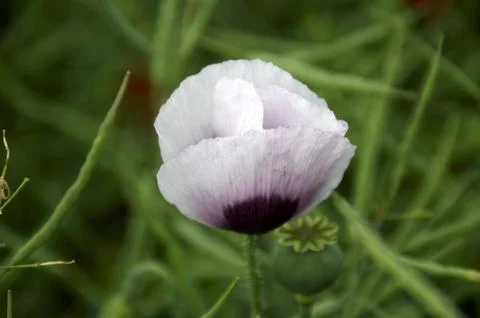 Poppy Stock Photos