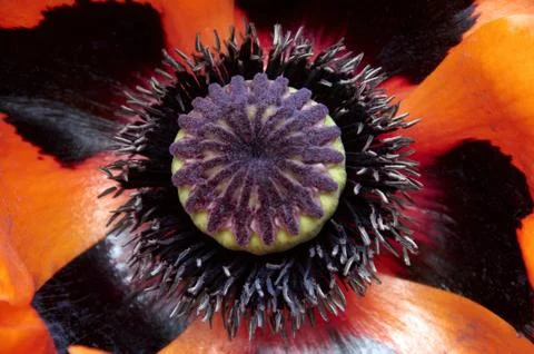 Poppy Stock Photos