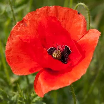 Poppy Stock Photos
