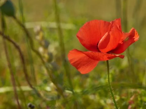 Poppy Stock Photos