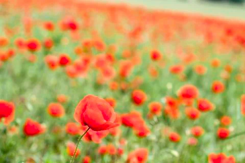 Poppy Foto stock