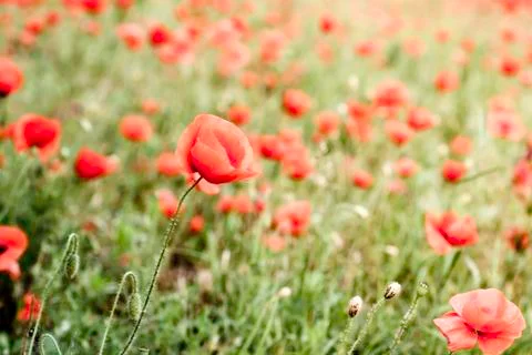 Poppy Foto stock