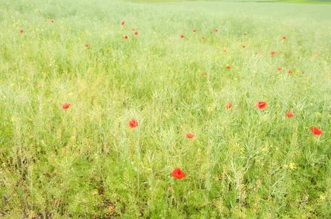 Poppy Stock Photos