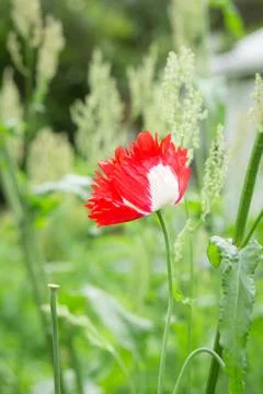 Poppy Stock Photos