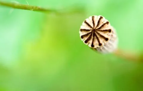 Poppy Foto stock