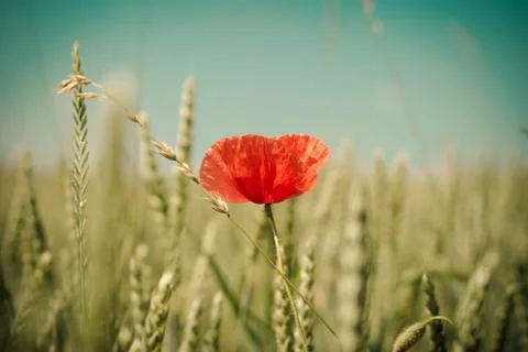 Poppy Foto stock