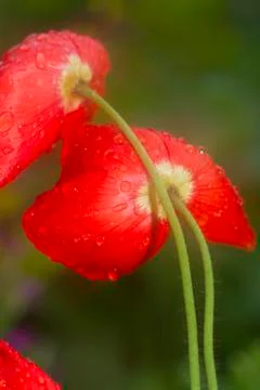 Poppy Stock Photos