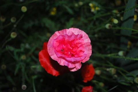 Poppy Foto stock
