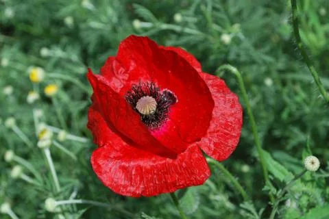 Poppy Foto stock