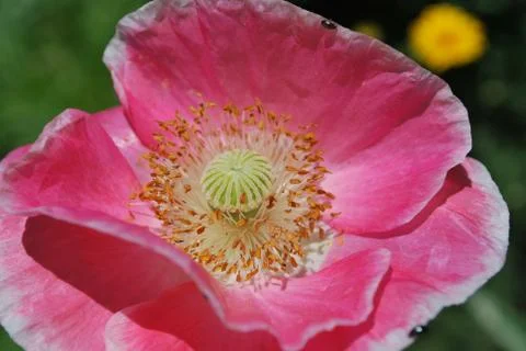Poppy Stock Photos