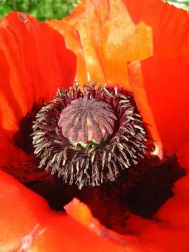 Poppy Stock Photos