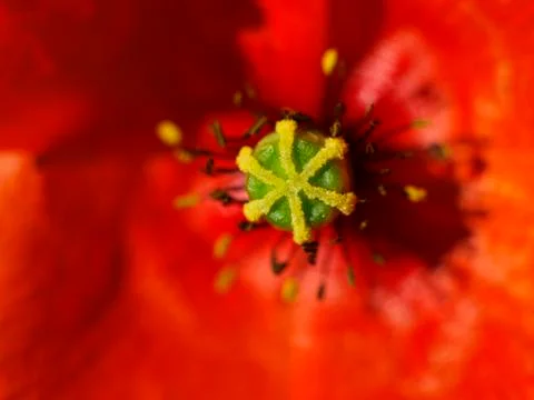 Poppy Stock Photos