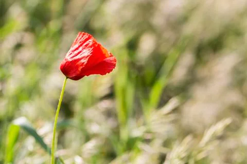 Poppy Stock Photos