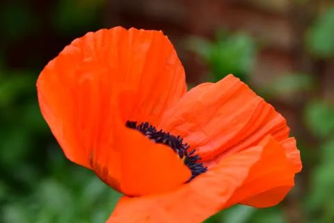 Poppy Фото