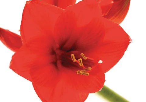Poppy Stock Photos