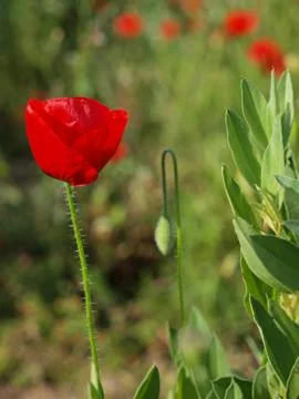 Poppy Stock Photos