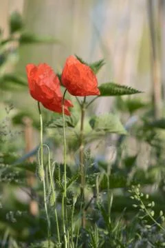 Poppy Stock Photos