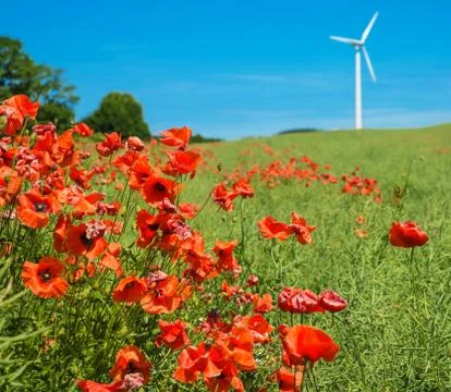 Poppy Stock Photos