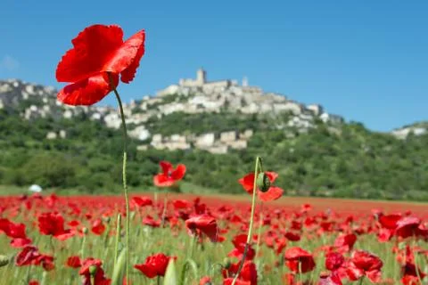 Poppy Stock Photos