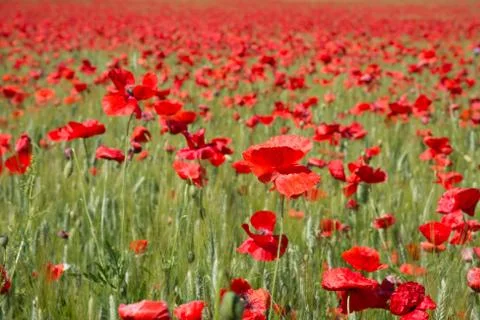 Poppy Stock Photos