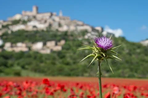 Poppy Stock Photos