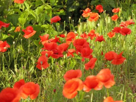 Poppy Stock Photos