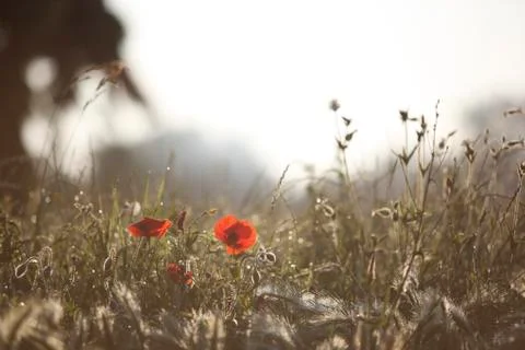 POPPY 库存照片